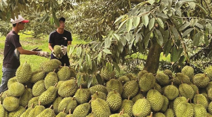 Cách bảo quản sầu riêng Ri6 để giữ trọn hương vị