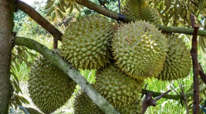 Cách chọn mua sầu riêng Ri6 ngon, chín cây