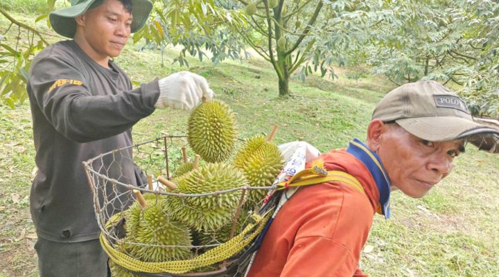 Cách chọn sầu riêng chuồng bò ngon, chín cây