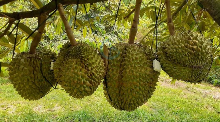 Cách chọn sầu riêng Thái ngon, chín cây