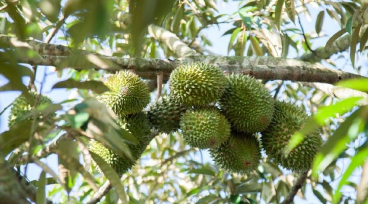 Cách phân biệt sầu riêng Musang King và sầu riêng Ri6