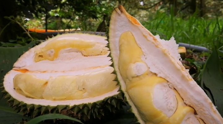 Giá sầu riêng chuồng bò bao nhiêu 1kg?