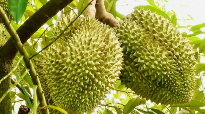 Kỹ thuật trồng và chăm sóc sầu riêng Thái đạt năng suất cao