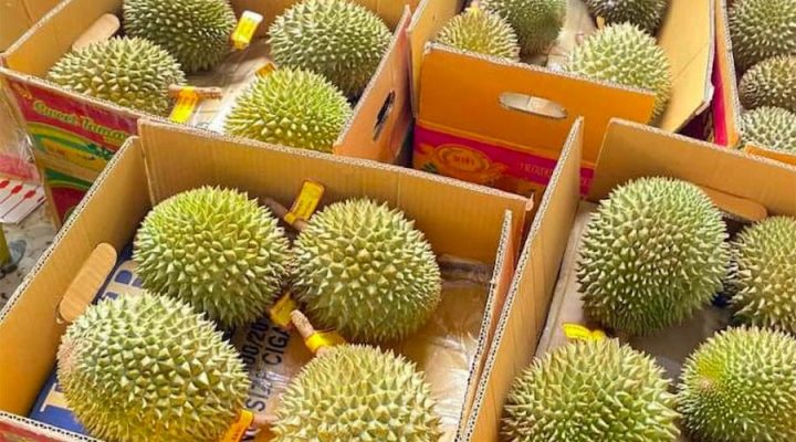 Lưu ý khi bảo quản sầu riêng Thái tại nhà