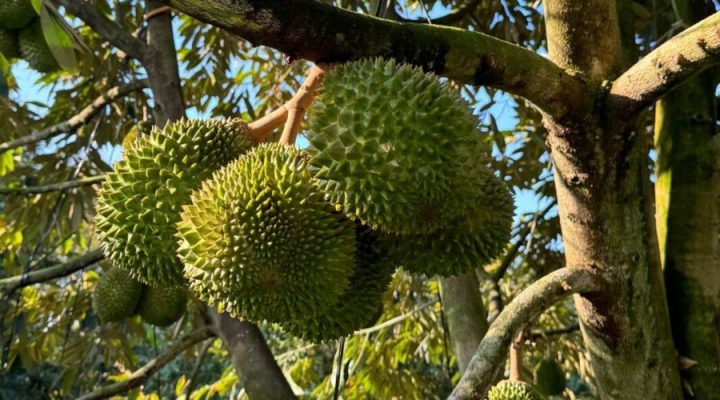 Lưu ý khi chọn mua sầu riêng Musang King