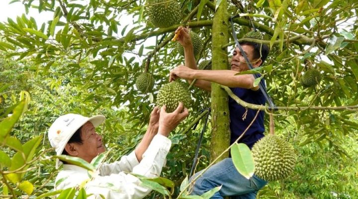 Quy trình chăm sóc cây sầu riêng Black Thorn đạt năng suất cao