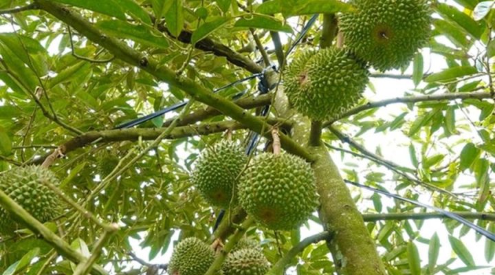 Sầu riêng Black Thorn có trồng được tại Việt Nam không?