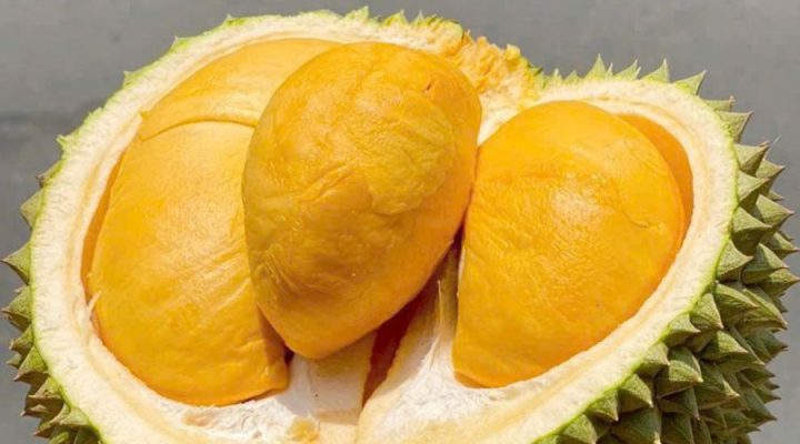 Sầu riêng Black Thorn (Gai Đen) có nguồn gốc từ đâu?