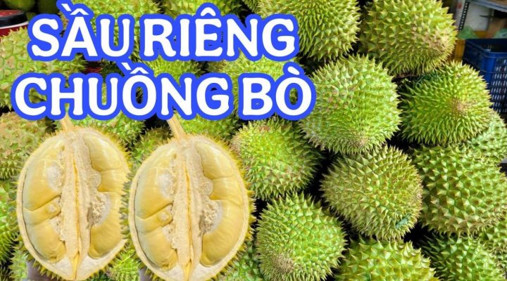 Sầu riêng chuồng bò