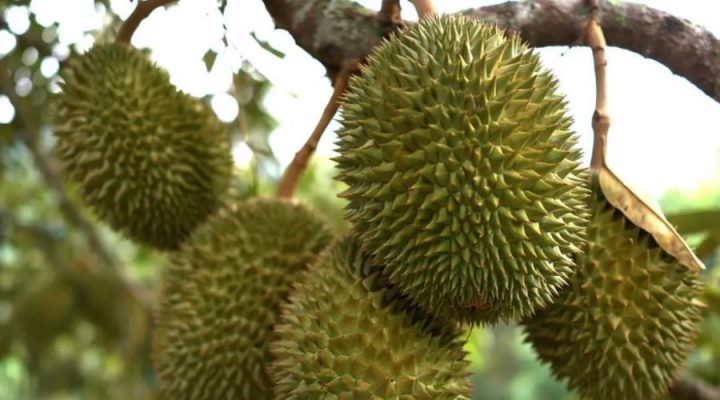 Sầu riêng Musang King có trồng được ở Việt Nam không?