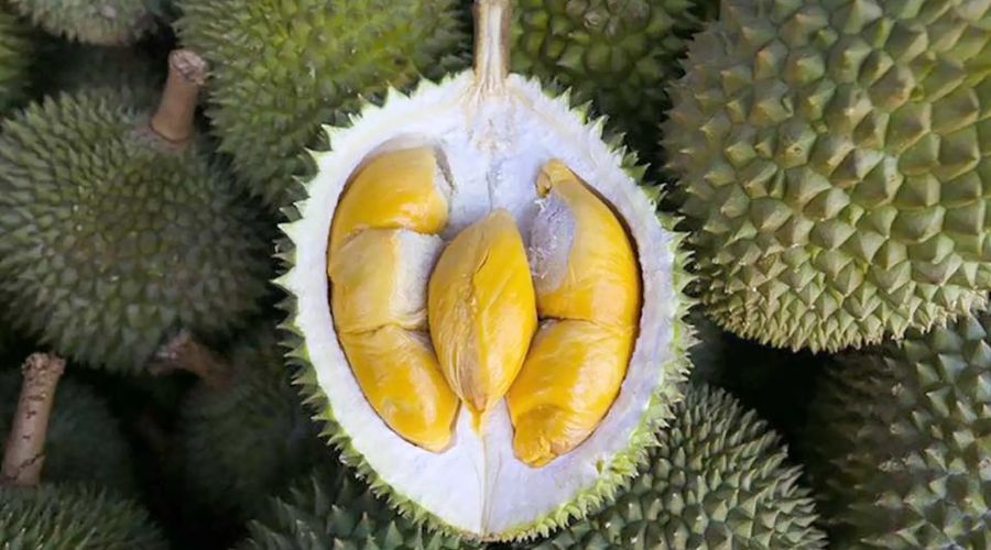 Sầu riêng Musang King